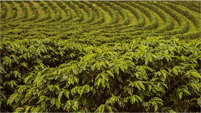 plantação de café